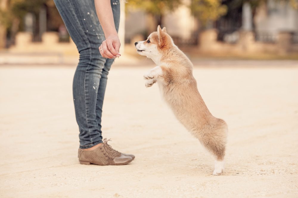owner training a corgi puppy
