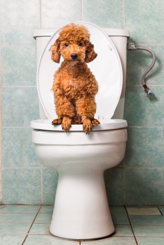 poodle puppy sitting on toilet