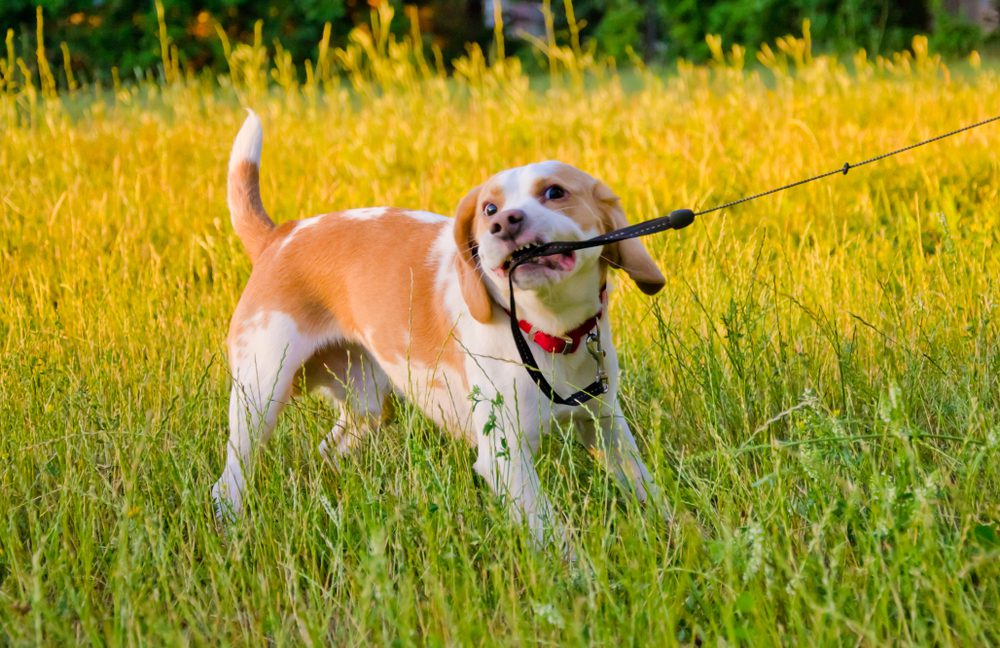 puppy biting leash resisting walk