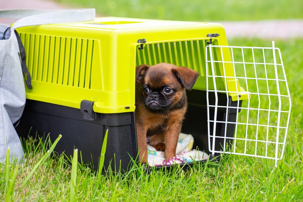 puppy in plastic travel crate