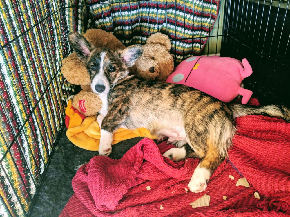 puppy lying down in crate with toys