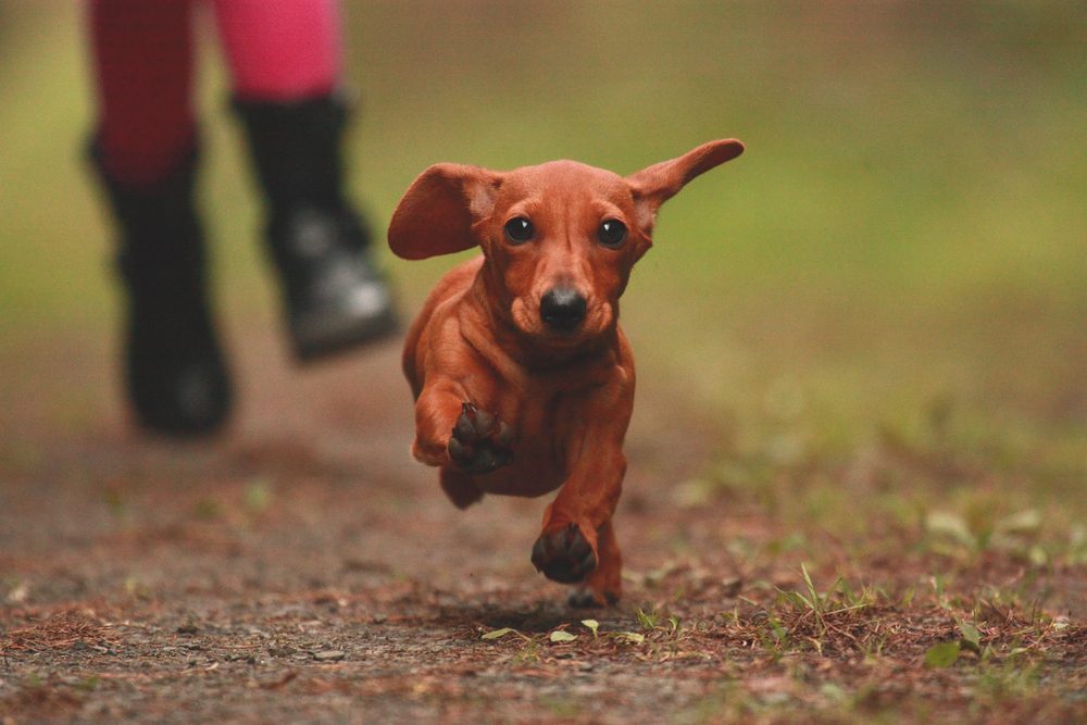 red dachshund running through dirt