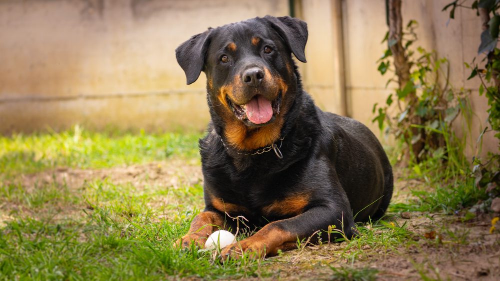 rottweiler with ball