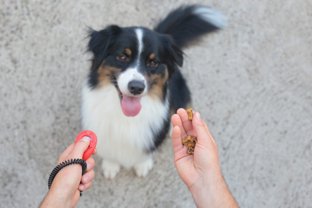 treats and clicker above dog