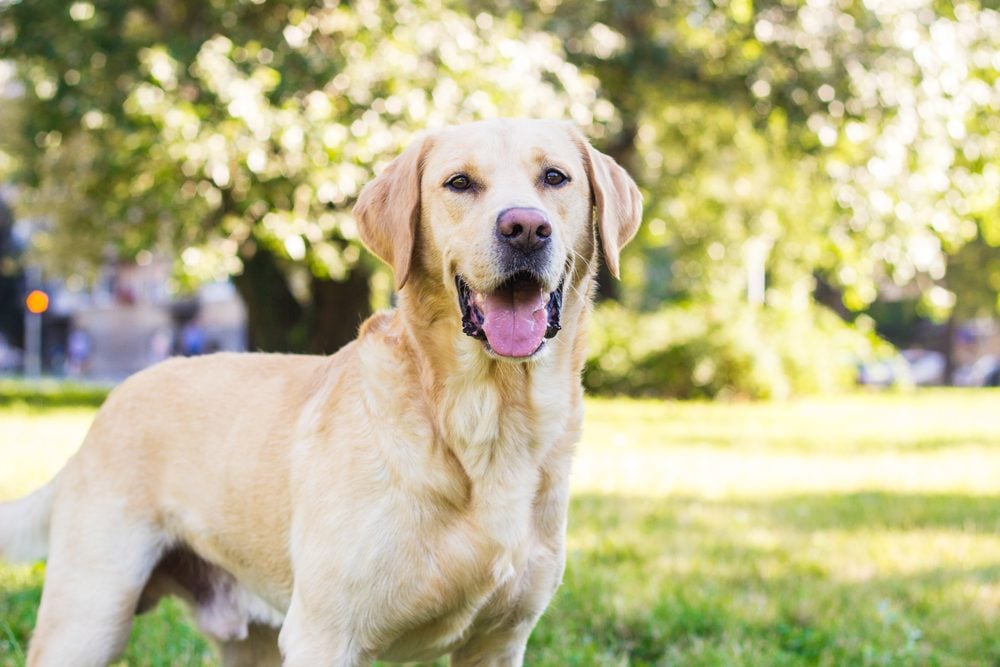 yellow lab in a park