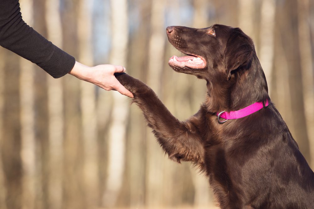 Best best sale dog behaviorist