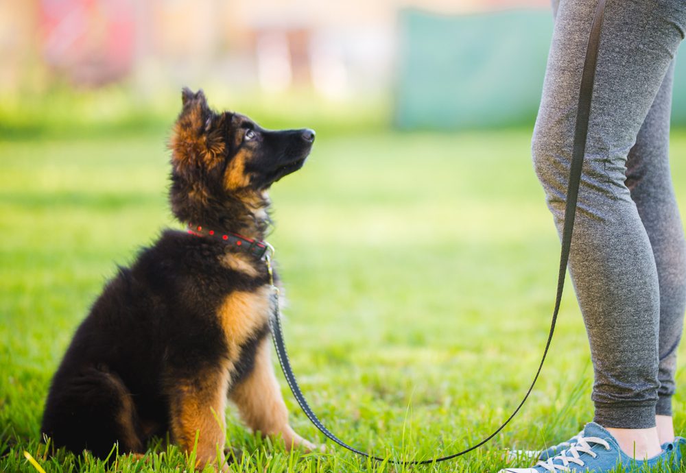 what commands do guide dogs know