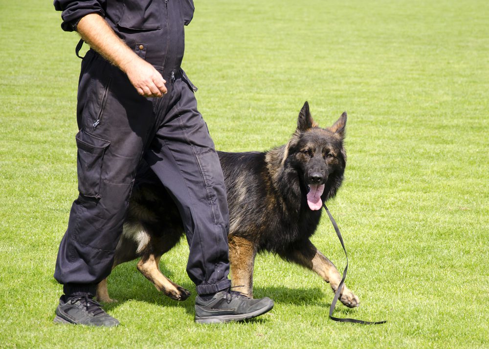 German shepherd service dog in training