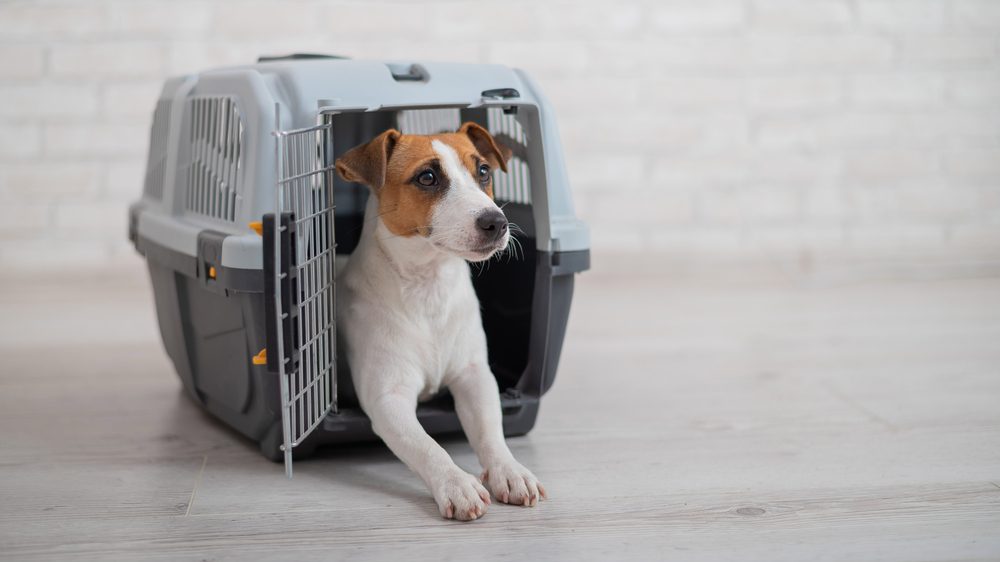 jack russell inside travel kennel