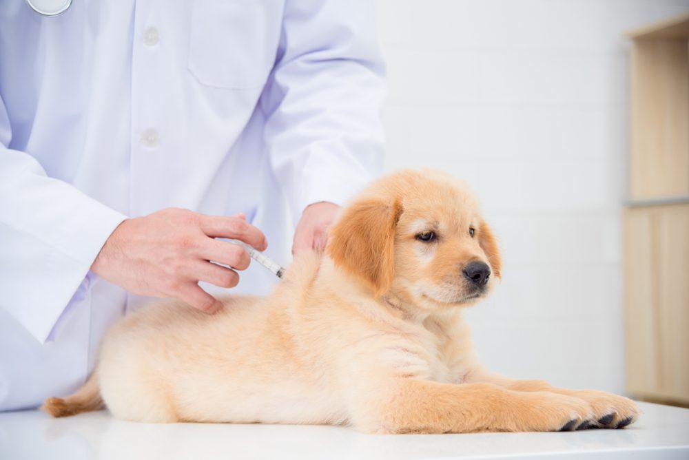 puppy being vaccinated