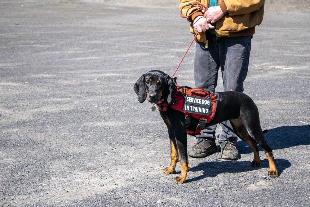 how much to train service dog