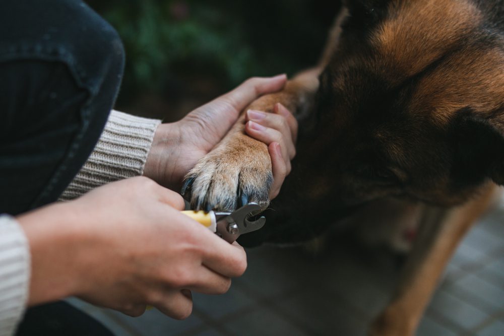 German shepherd getting nails clipped