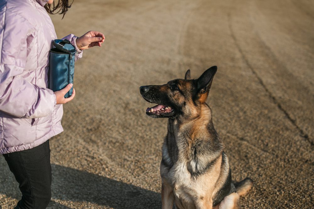 how to train german shepherd puppy to sit