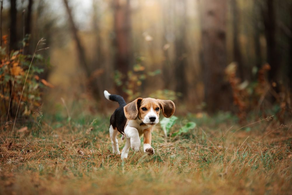 Beagle puppy runs along a forest pathway