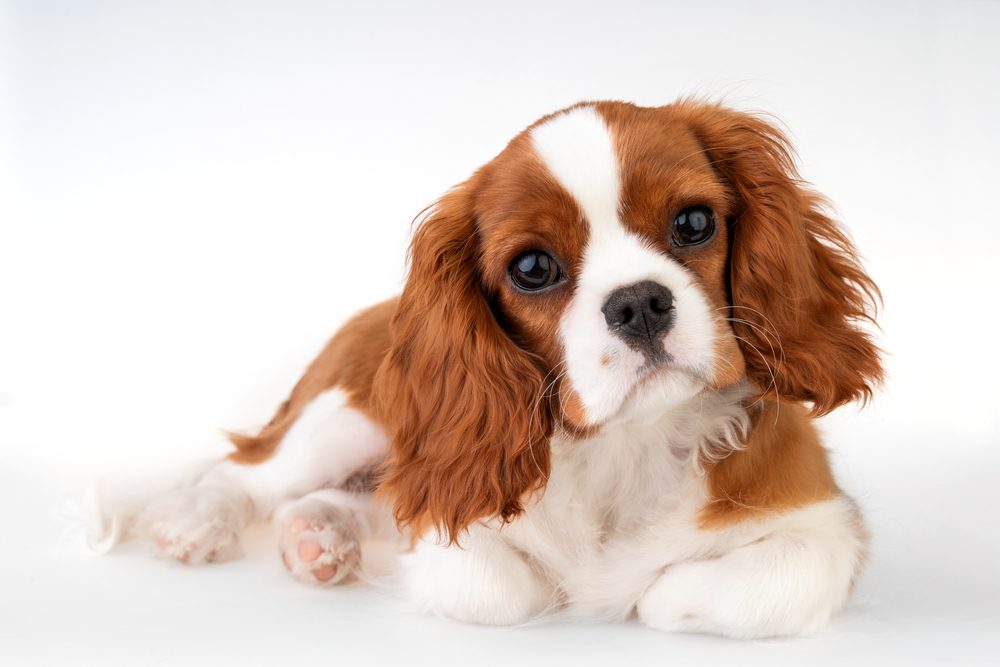 Cavalier King Charles spaniel lying down against a white background