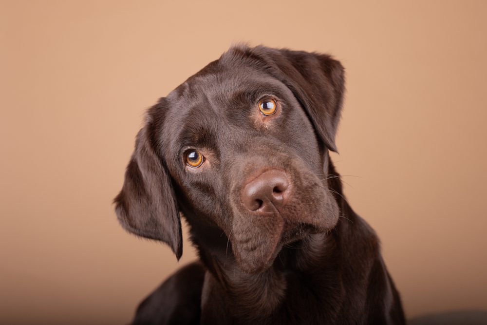 Chocolate lab stands with its held tilted