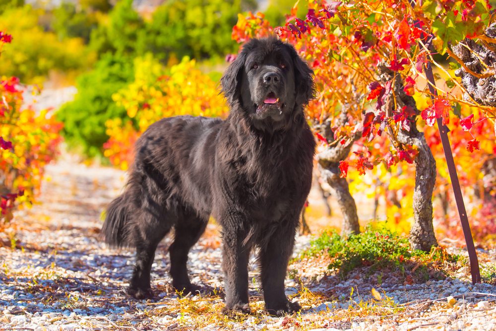 Dark brown Newfoundland stands among autumn leaves
