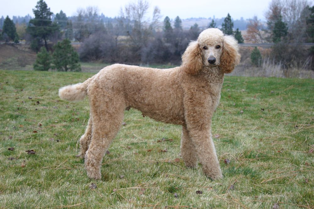 Tan standard poodle stands in a field