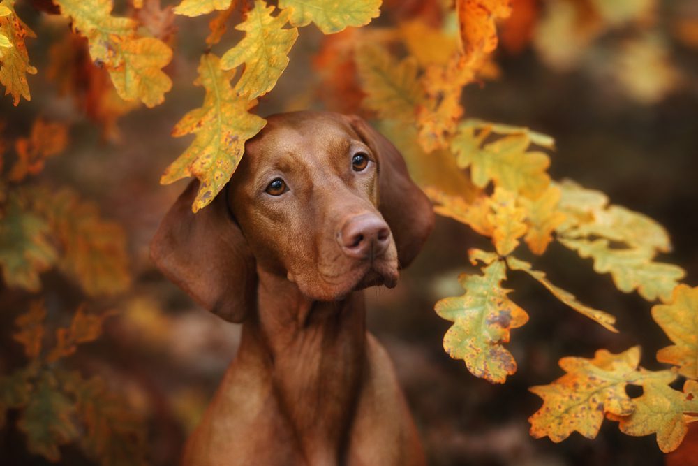 Vizsla sits under a branch of leaves