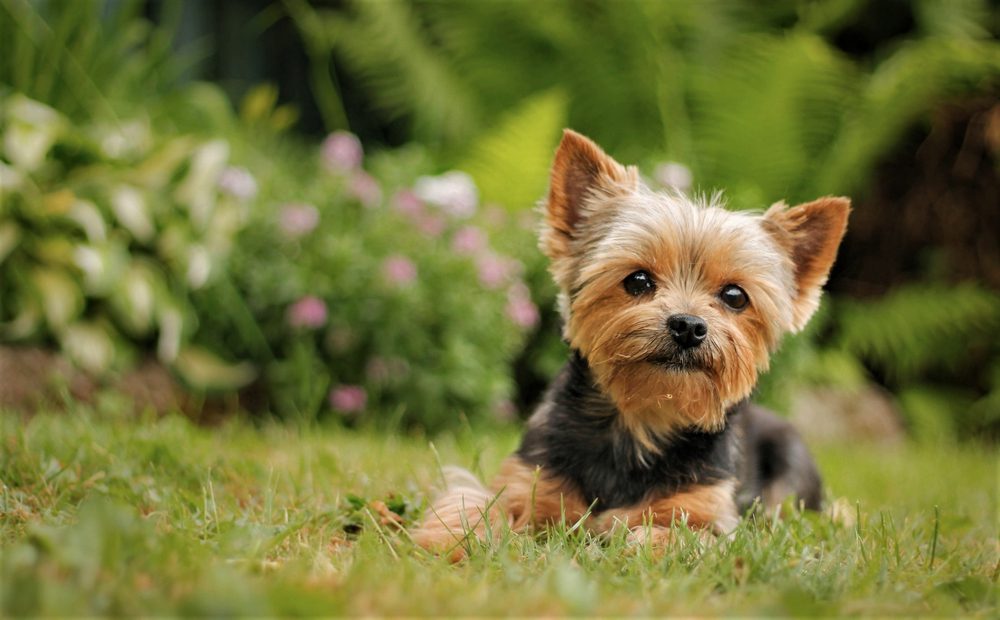 Yorkshire terrier lies in the grass