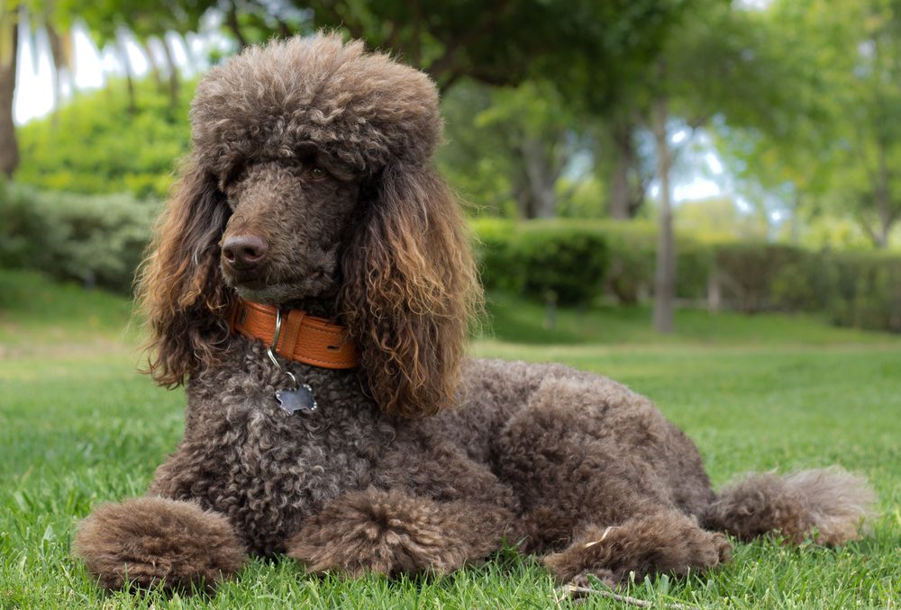 brown standard poodle lies in the grass
