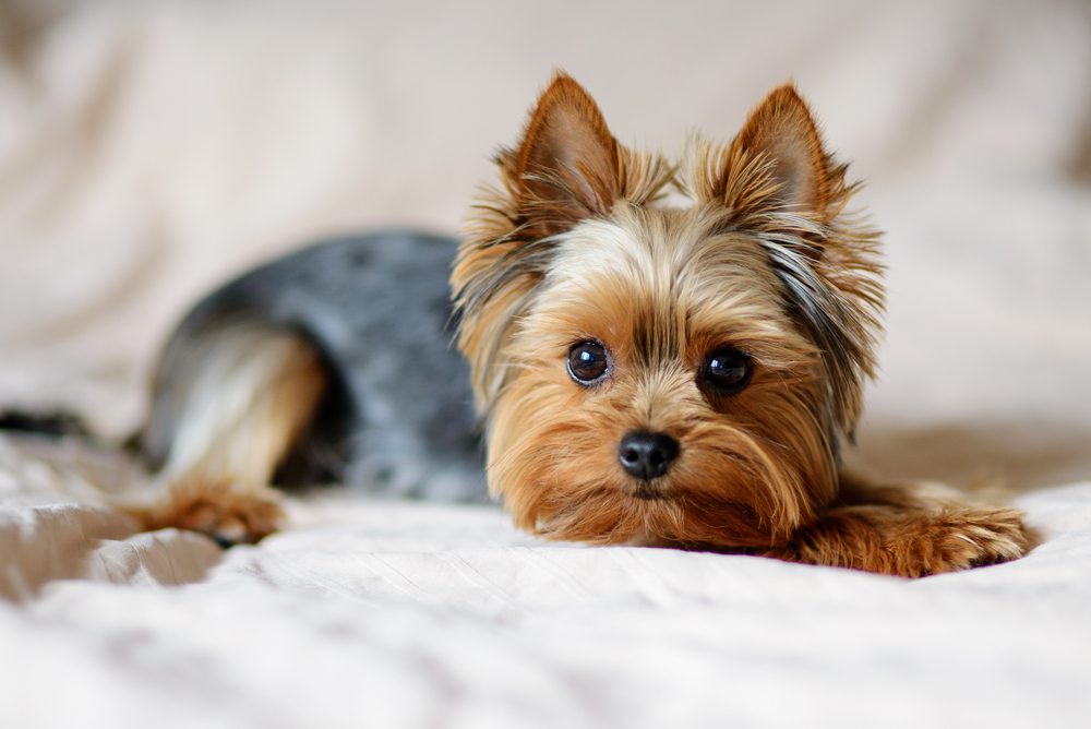 close up of Yorkshire terrier on white blanket
