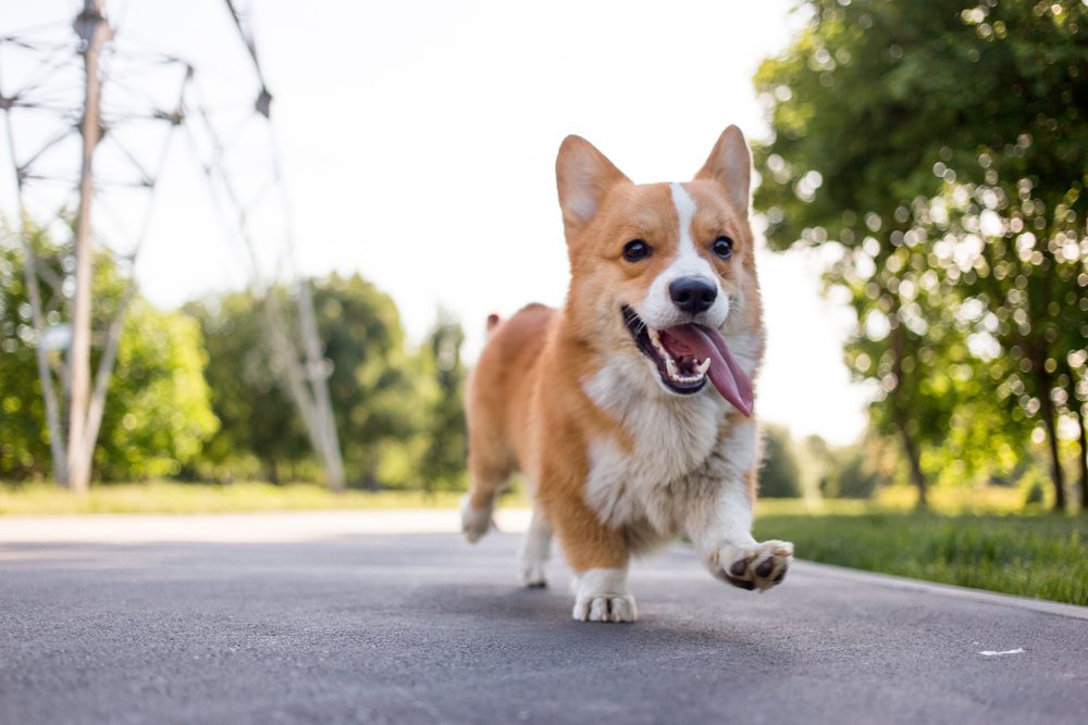 corgi runs on sidewalk with happy expression
