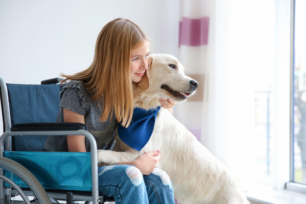 girl in a wheelchair hugs a yellow labrador