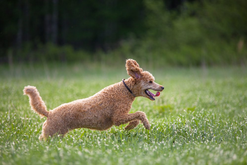 tan standard poodle leaps through tall grass