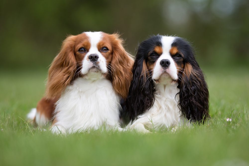 two King Charles spaniels sit in grass