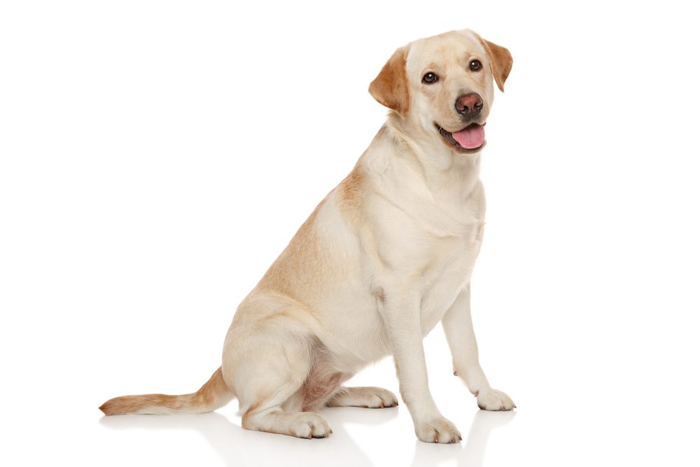 yellow labrador sits against white background