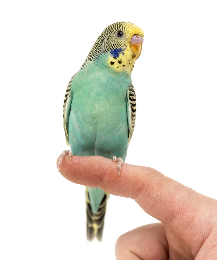 Green parakeet perches on a finger
