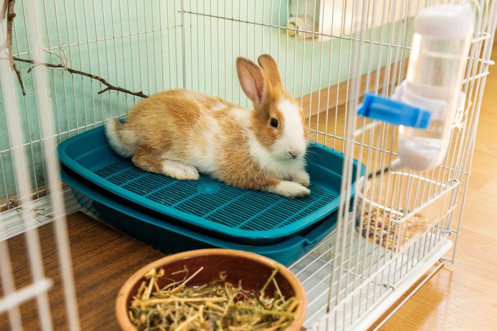 Tan and white rabbit laying in a cage