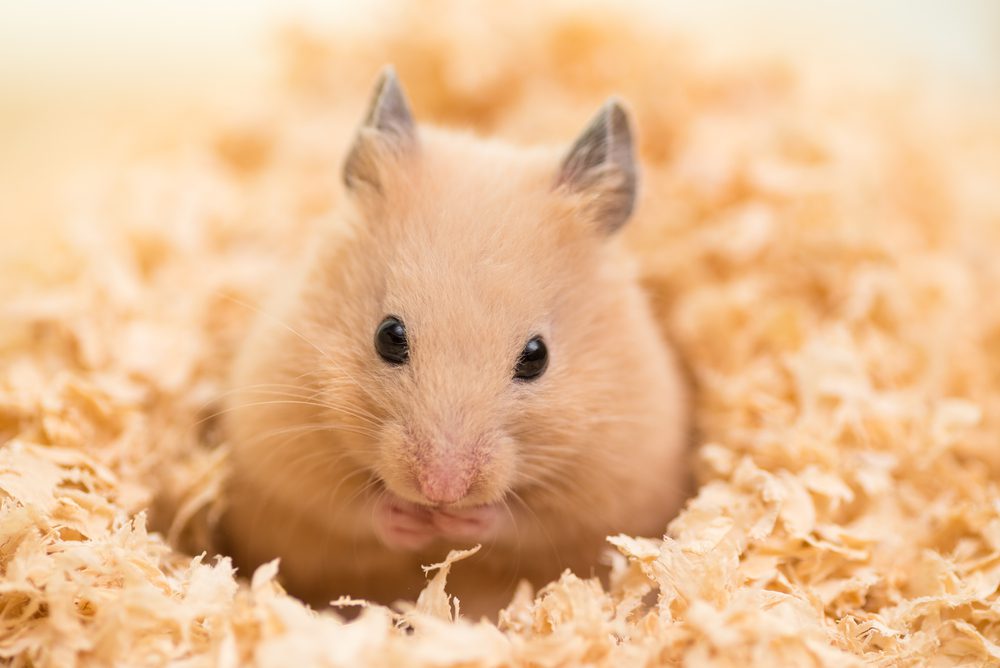 Tan hamster sits in wood chips while eating