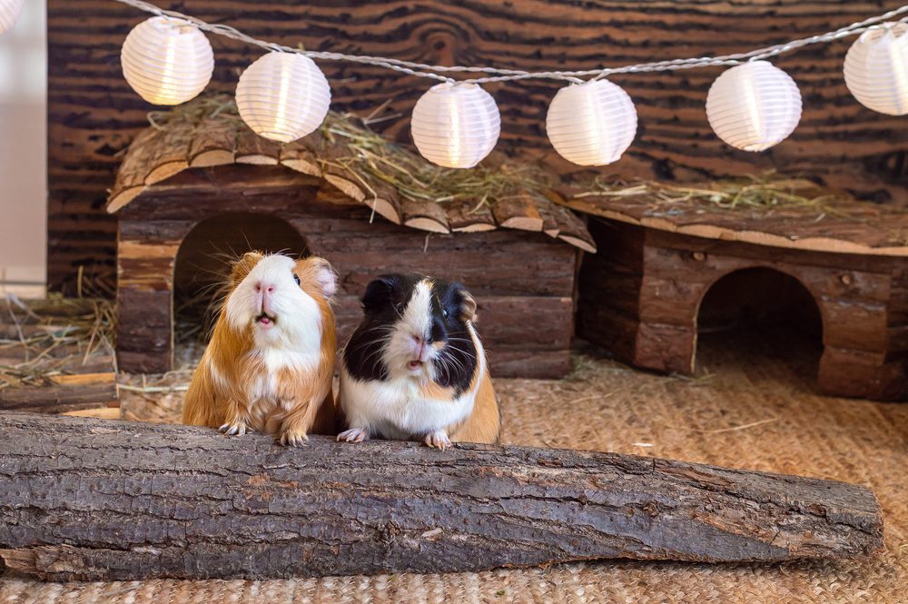 Two guinea pigs standing in front of log hutches