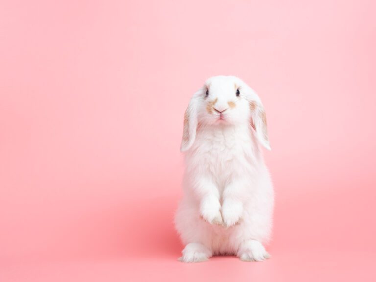 us-service-animals-blog