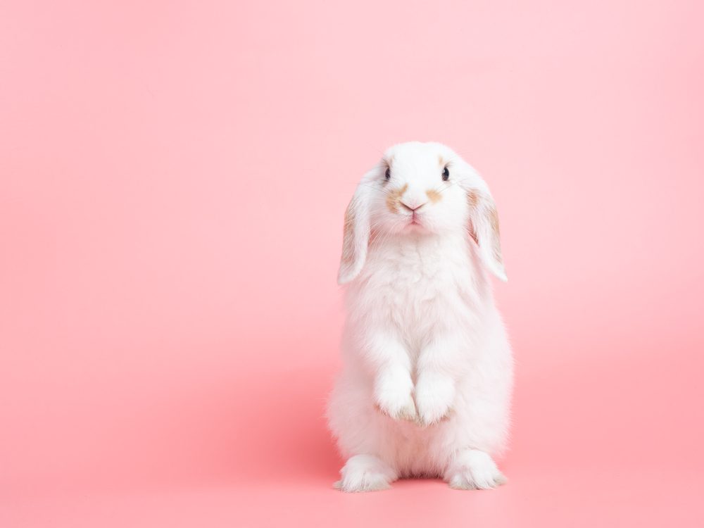 White rabbit stands in front of pink background