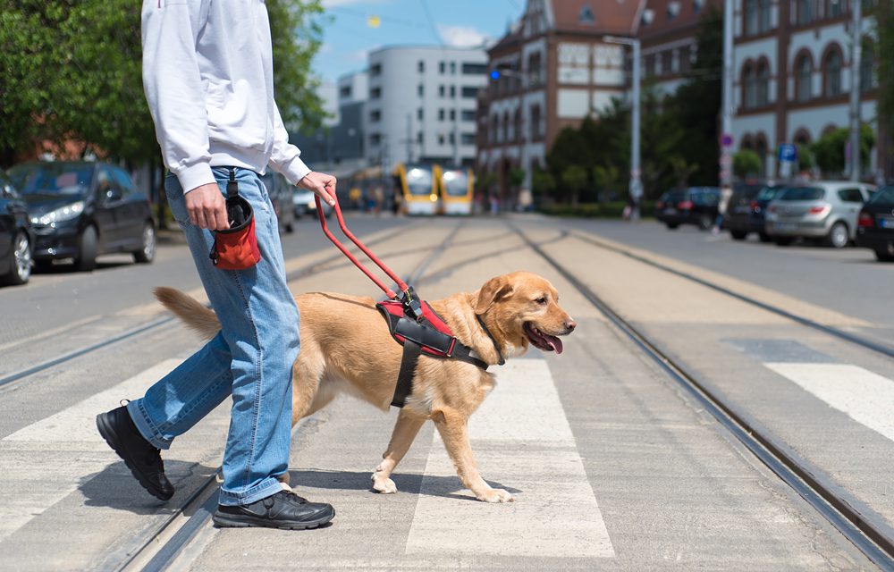 guide dog helps man cross street