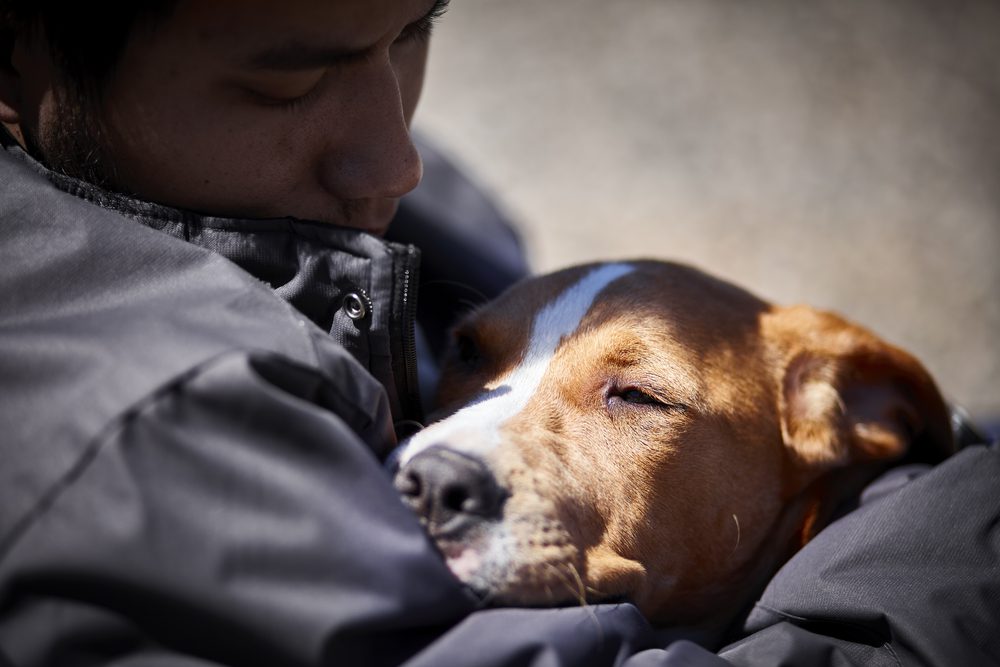 how can i get a service dog for depression