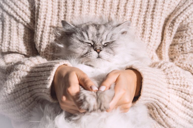 us-service-animals-blog