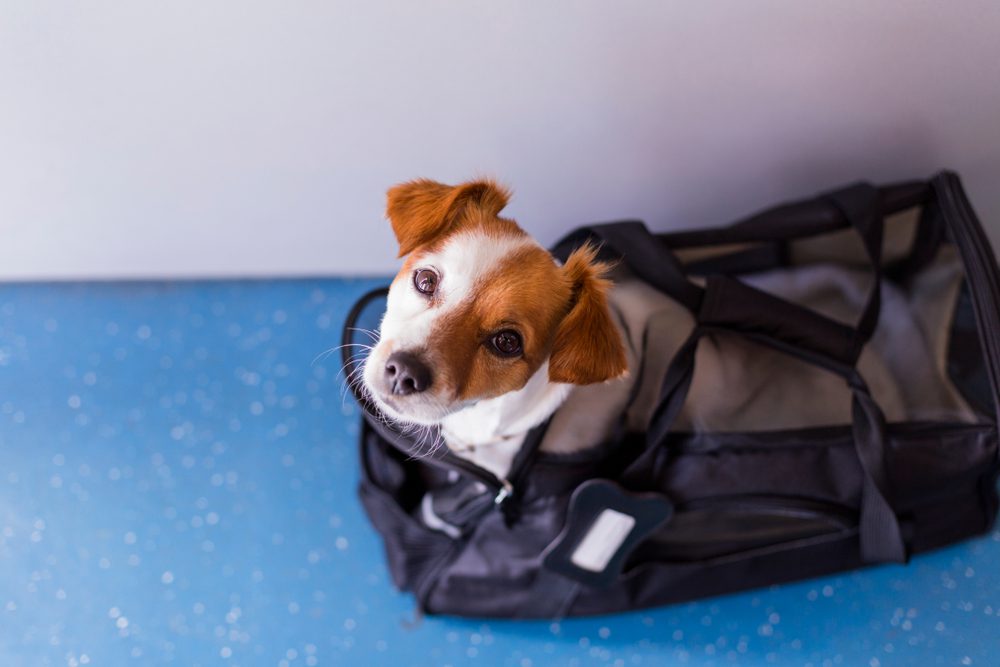 what size dogs can fly in the cabin