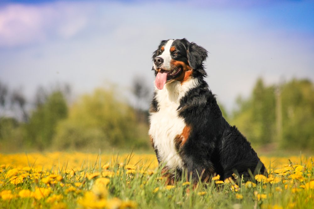 Bernese mountain dog sits in field of yellow flowers