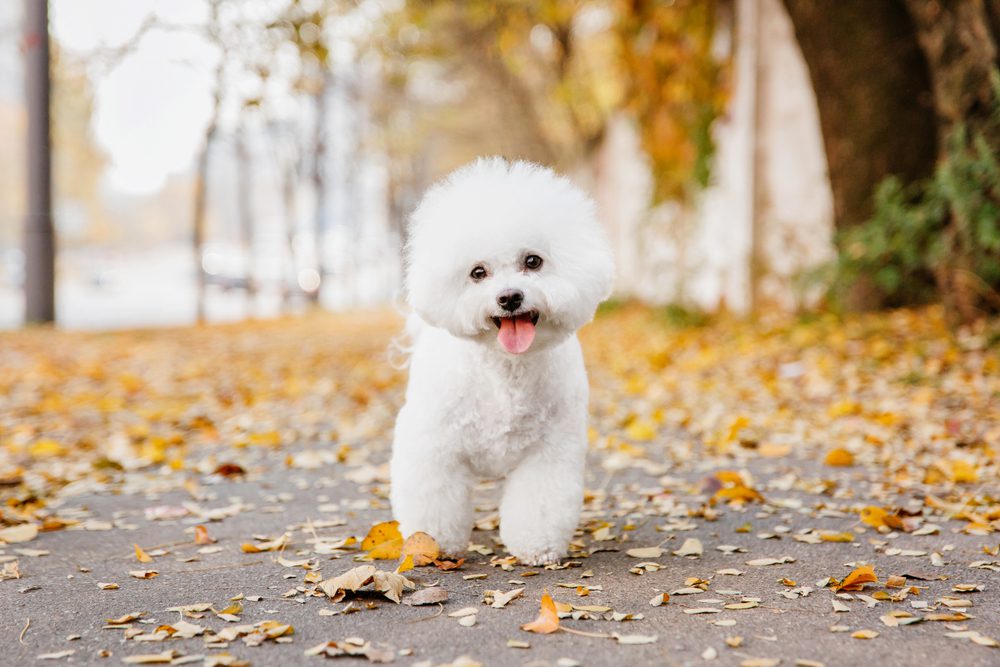 Bichon frise stands outside among fall leaves