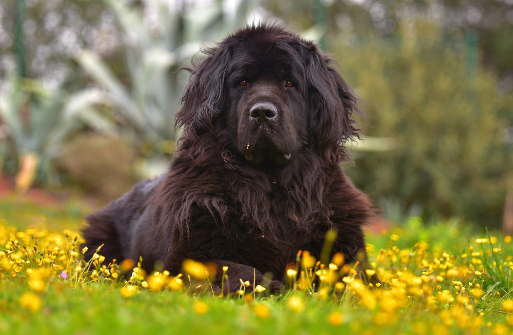 Black Newfoundland lies in a field of yellow wildflowers