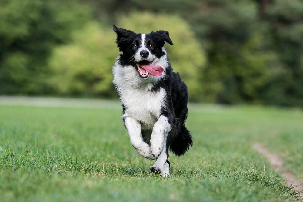 Border collie with tongue out, runs outside