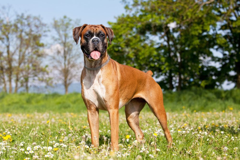 Boxer stands open-mouthed in field of wild flowers