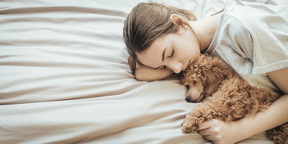 Brunette woman sleeps in bed with brown toy poodle