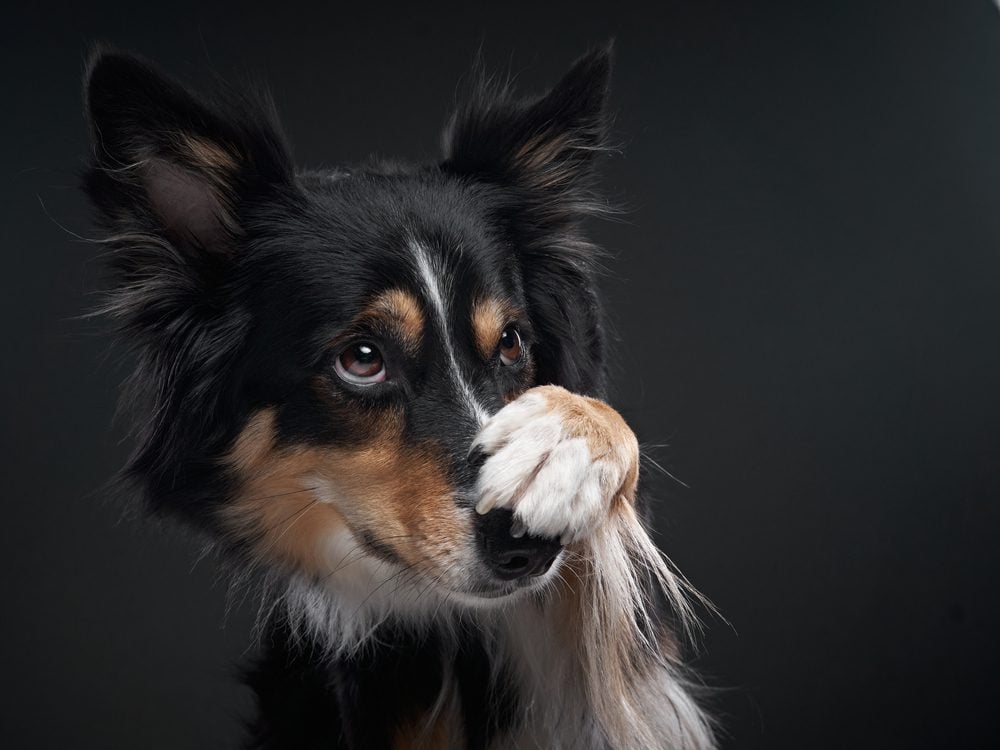 Collie with its paw on its nose against black background