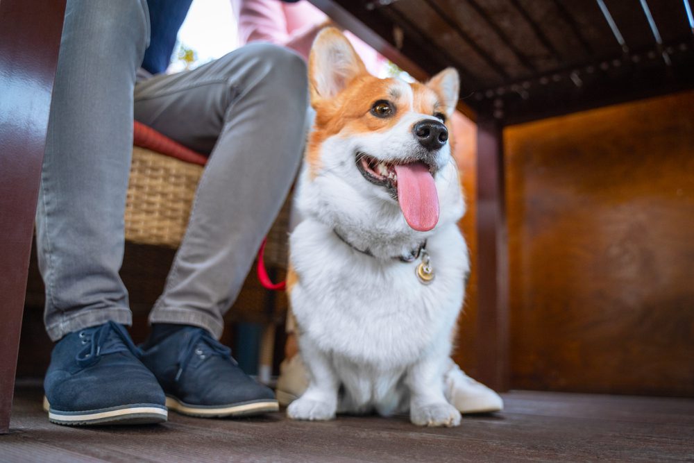 are companion dogs allowed in restaurants