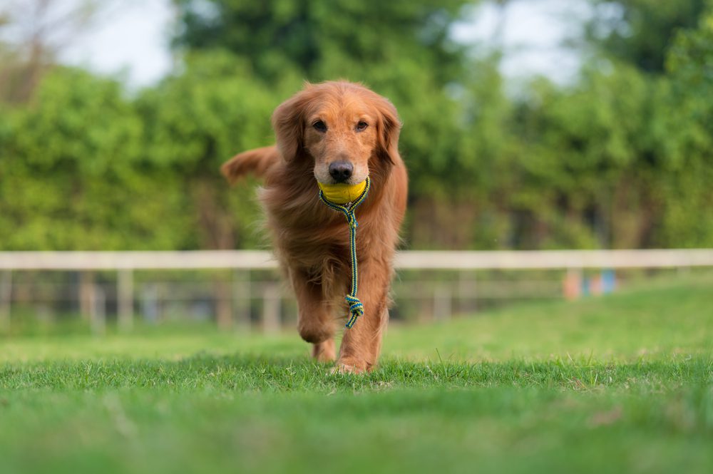Golden retriever fetching a toy outside
